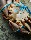 DA Incedentals Crab 02